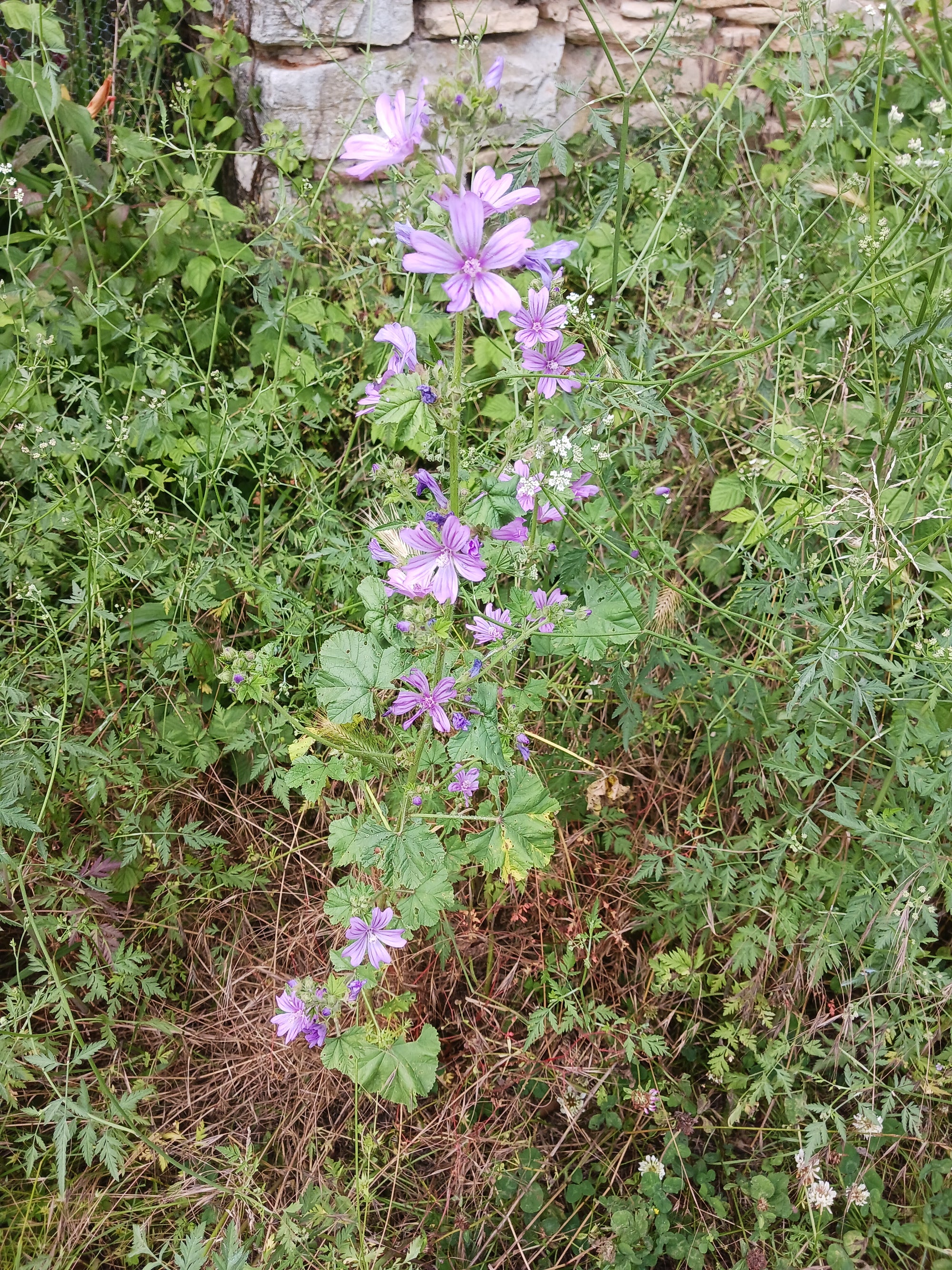 La Mauve sylvestre