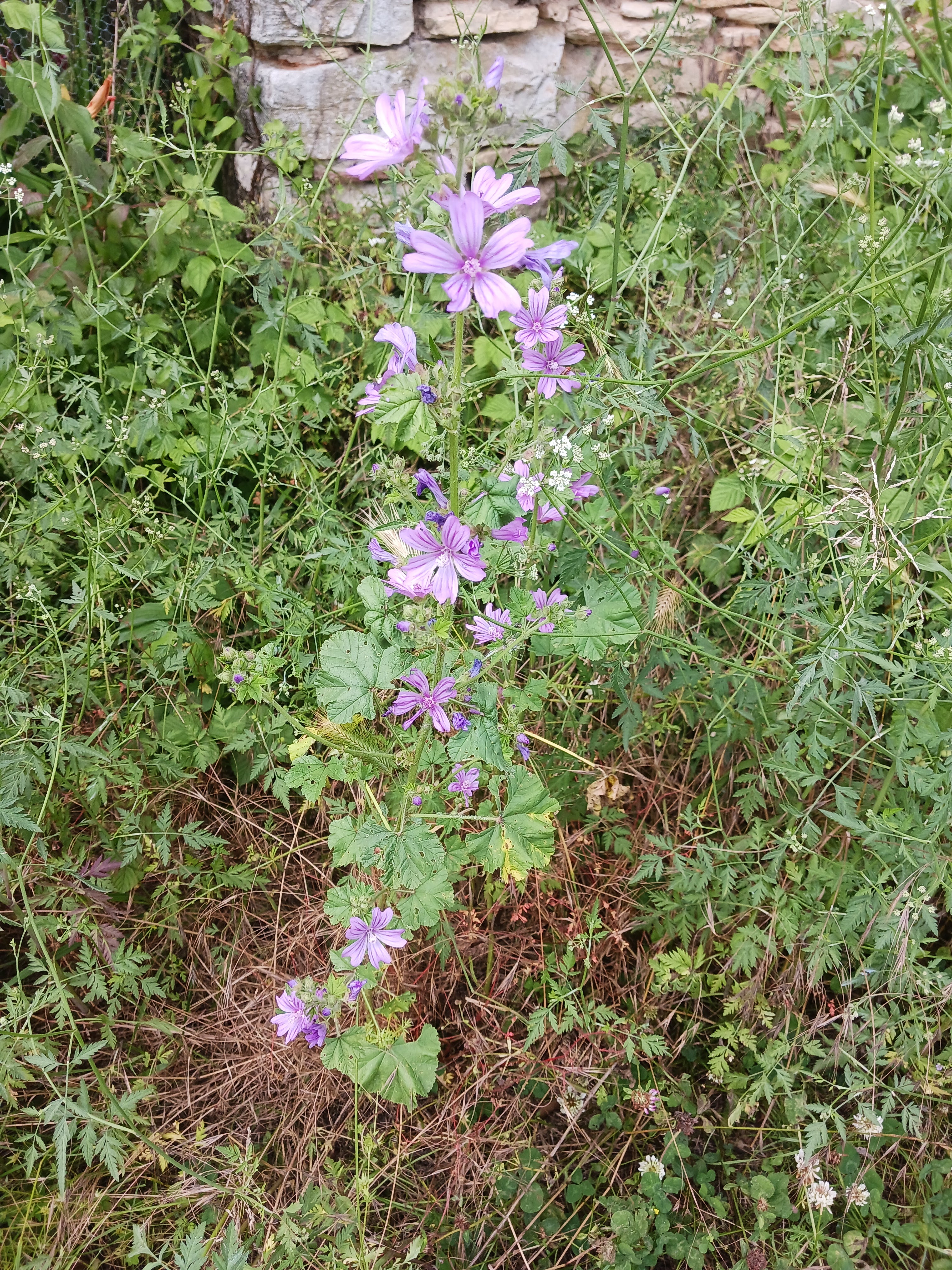 La Mauve sylvestre