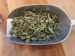 Basilic sacré Tulsi part.aér.