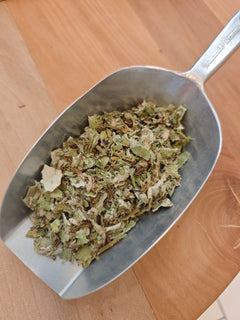 Tussilage feuilles