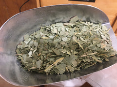 Eucalyptus feuilles