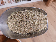 Fenouil semences