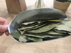 Laurier noble feuilles